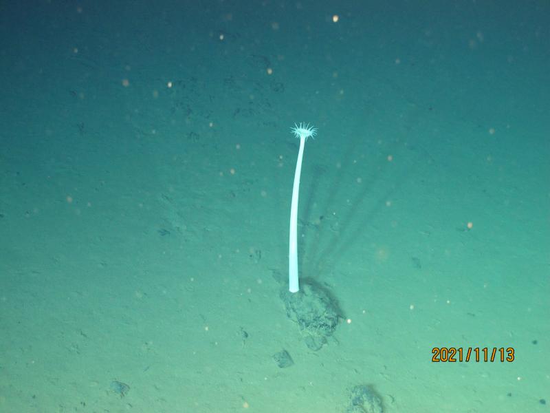 马里亚纳海沟海底的海葵.JPG