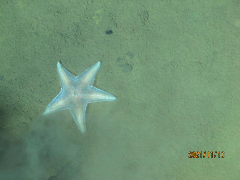 马里亚纳海沟海底的海星.JPG