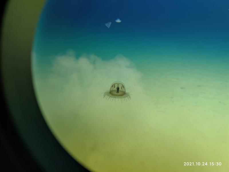 雅蒲海沟最深区域的奇特水母.jpg