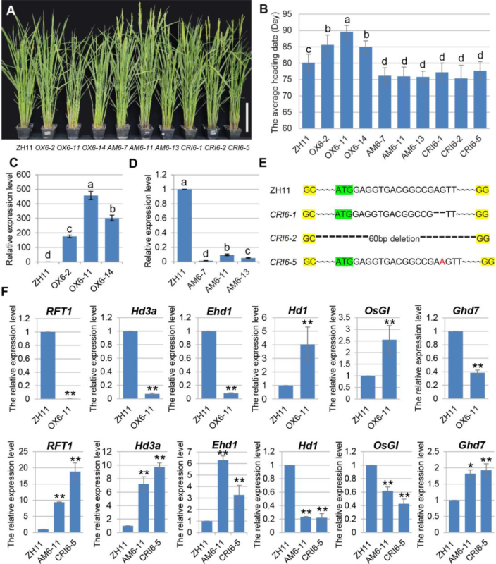 上海交大林文慧研究组揭示GATA转录因子OsGATA6调控水稻抽穗期和穗粒数的多功能机制
