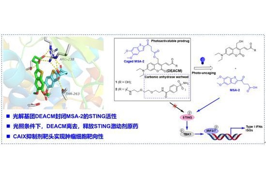 上海交大药学院研究团队合作发现肿瘤靶向的光控STING激动剂