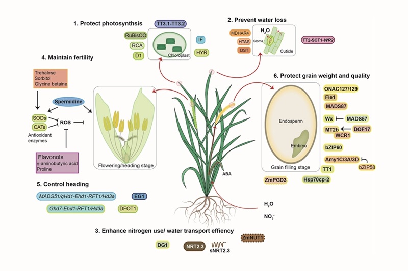 上海交大林尤舜研究组与合作者在Molecular Plant上发表关于植物响应热胁迫的分子机制的综述文章