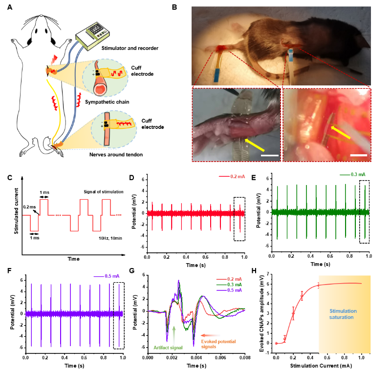 电刺激脉冲电流在上下游神经的传导性和刺激的阈值.png