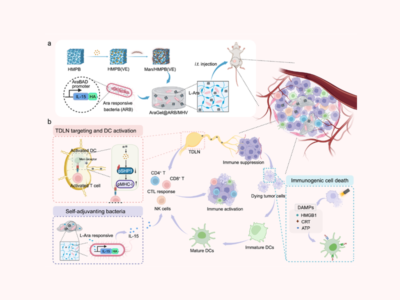 上海交大沈琦课题组在自佐剂细菌水凝胶用于肿瘤免疫治疗中取得重要进展