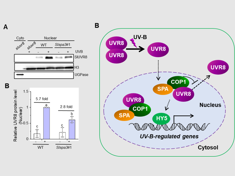 上海交大尹若贺课题组发现番茄SPA3蛋白调控紫外光信号响应新机理