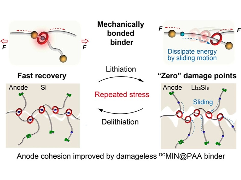 上海交大梁正/颜徐州JACS发文：超耐用且快释放的超分子粘结剂用于高性能、可持续硅基负极