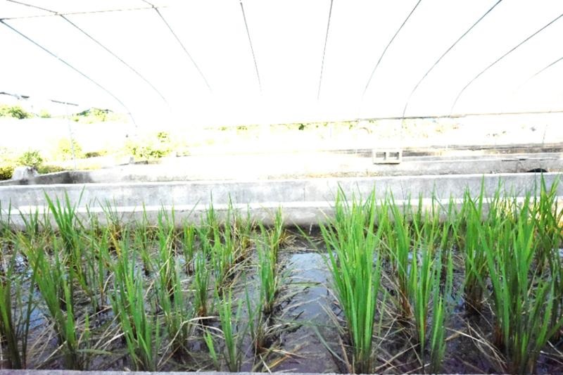 上海交大林尤舜团队与合作者Nature发文报道在水稻耐碱-热基因挖掘与机制研究上的新突破