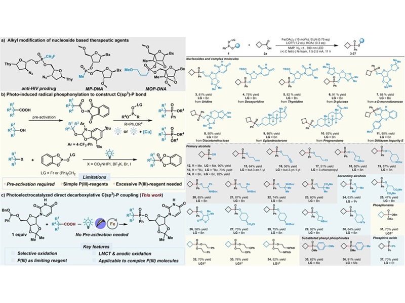 上海交大商明团队发文：直接脱羧C(sp<sup>3</sup>)-P偶联实现核苷亚膦酸酯烷基化修饰