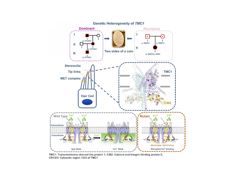 上海交大陆青课题组与合作者报道耳聋基因TMC1遗传异质性致病机制和钙调控TMC1-CIB2复合体构象的机理
