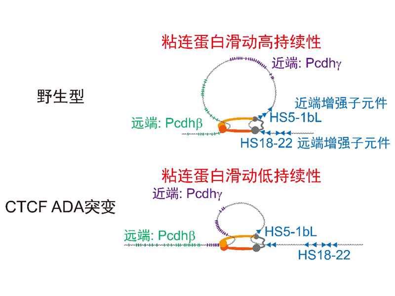 上海交大吴强团队发现CTCF调控高维染色质架构的新机制