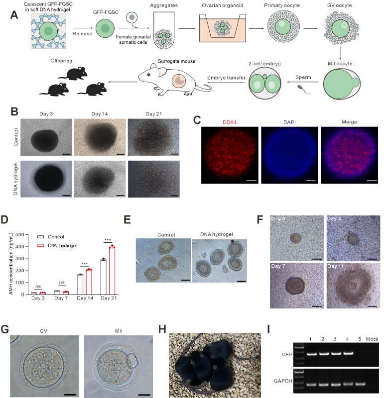 Cell Biomaterials：DNA水凝胶调控雌性生殖干细胞命运取得重要进展
