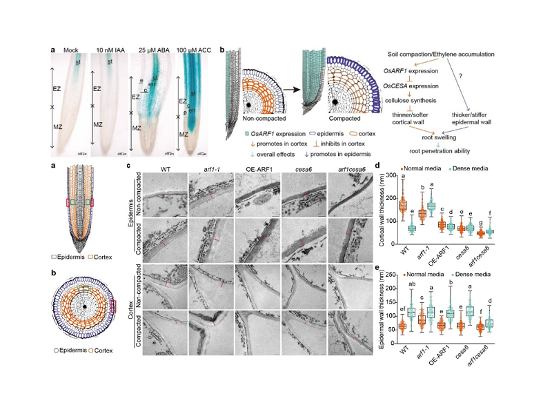 上海交大团队Nature发文揭示水稻根系精细感知和适应硬土环境的新机制
