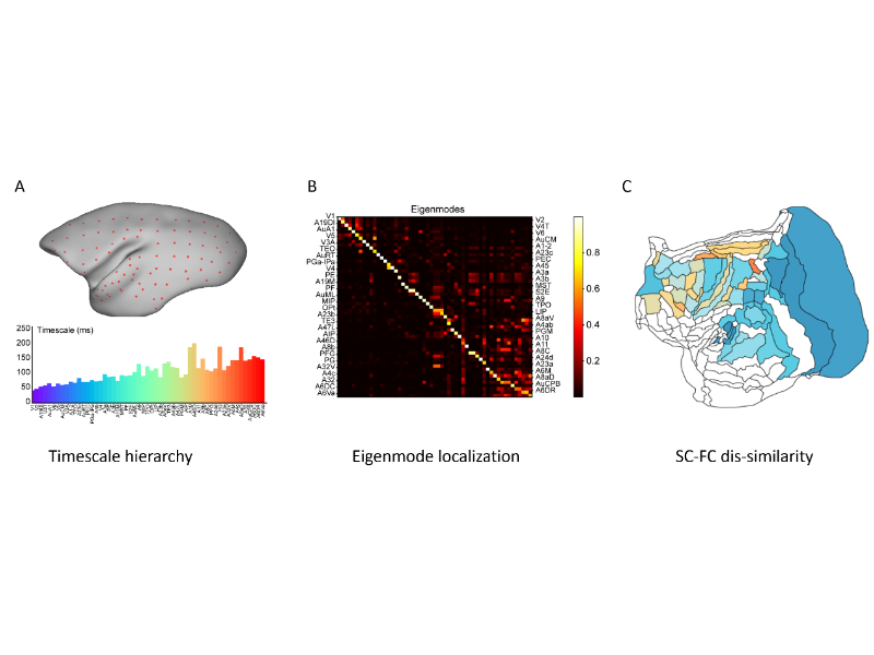 上海交大李松挺团队及合作者在《自然·通讯》发表最新成果揭示狨猴大脑的时间层级与关键动力学机制