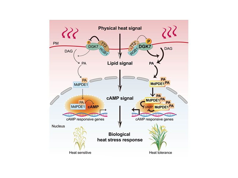 上海交大林尤舜团队合作破解水稻热感知“双重解码”机制，有望精准设计耐高温作物品种