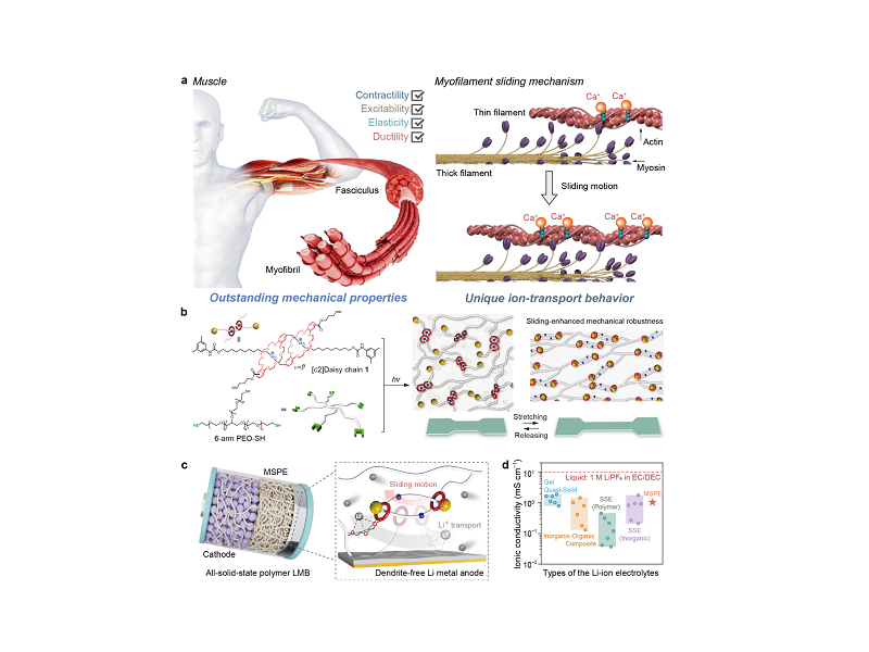 上海交大变革性分子前沿科学中心梁正/化院颜徐州课题组成功构筑具有机械互锁网络结构的分子肌肉型固态聚合物电解质